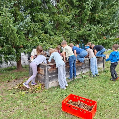 Kartoffelernte im Garten